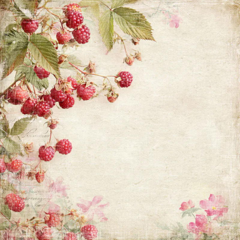  Reprint -Summer Garden Raspberries - 12x12 inch-RP0752